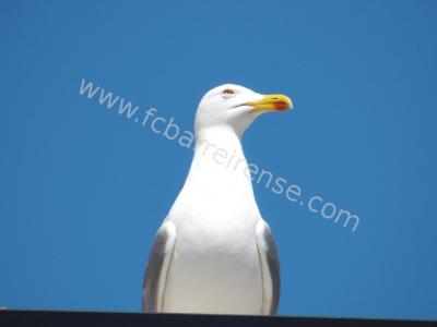 esp_lagos_x_barreirense_31_20140409_1064871878