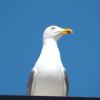esp_lagos_x_barreirense_31_20140409_1064871878