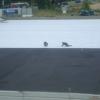 Obras_Campo_Verderena_Colocacao_Plastico_antes_Relva_Sintetica_26_5_2011_Foto_2